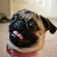 Team Page: 'Ruff'LCPR